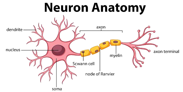 Diagram of a Neuron